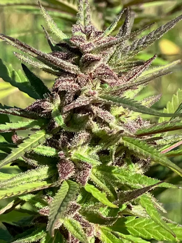 CBD Balance I Cannabis Seeds by Lamb's Breath Seeds