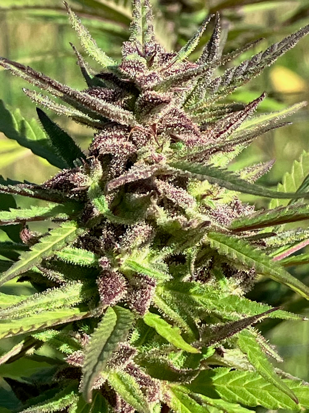 CBD Balance I Cannabis Seeds by Lamb's Breath Seeds
