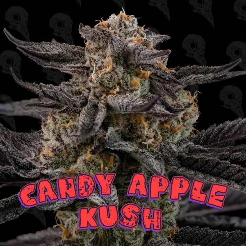 Candy Apple Kush Cannabis Seeds by Dirty Bird Genetics