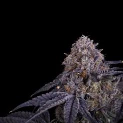 Category Z Cannabis Seeds by Offensive Selections