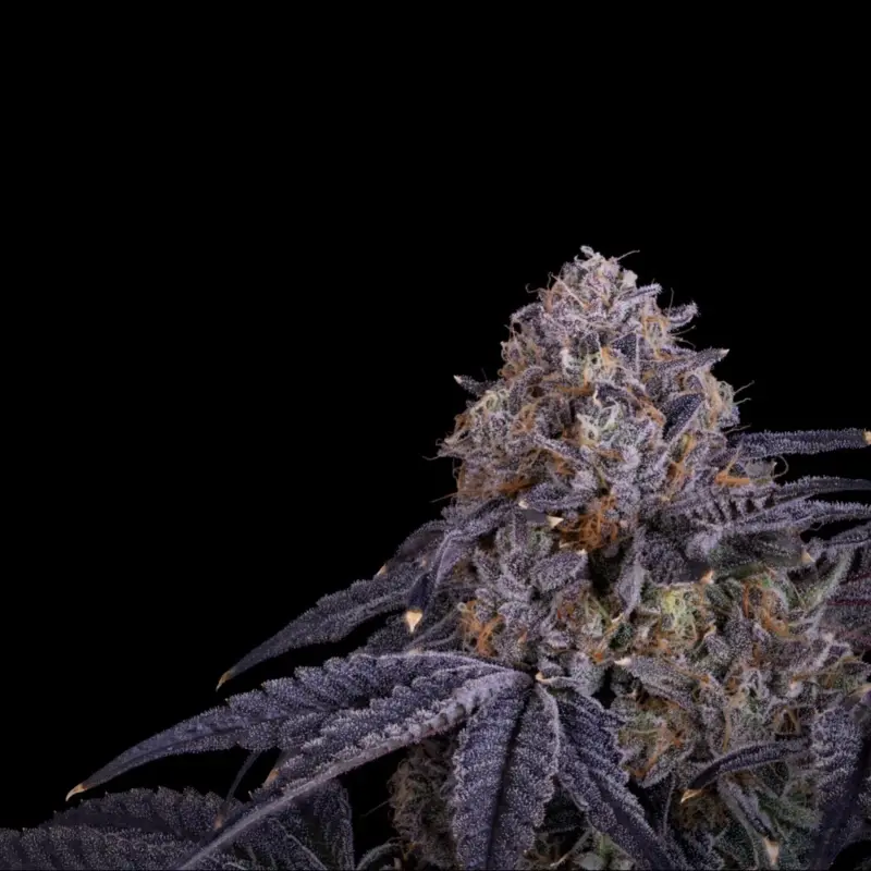 Category Z Cannabis Seeds by Offensive Selections