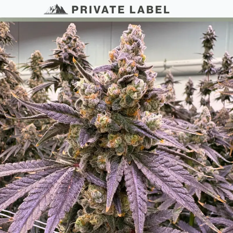 Cherry Fuel Cannabis Seeds by NASC Private Label