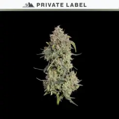 Citrus Berry Auto Cannabis Seeds by NASC Private Label