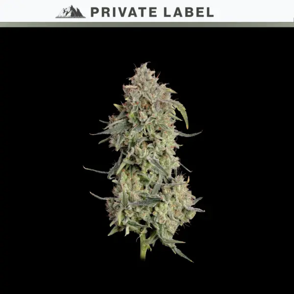 Citrus Berry Auto Cannabis Seeds by NASC Private Label