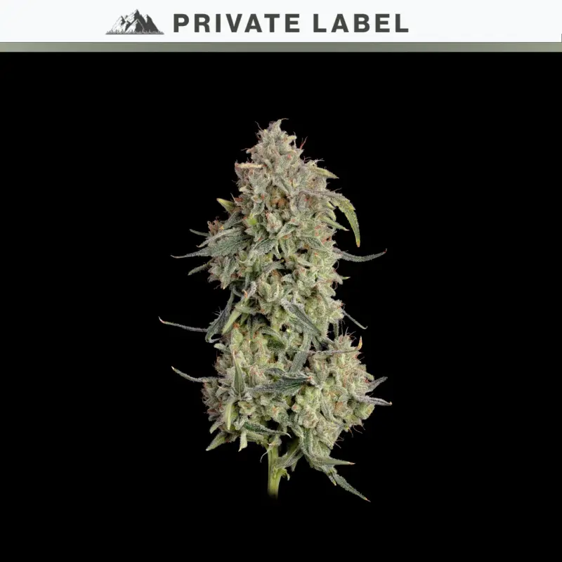 Citrus Berry Auto Cannabis Seeds by NASC Private Label