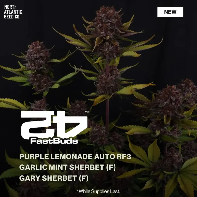 Fast Buds New Drop 2026