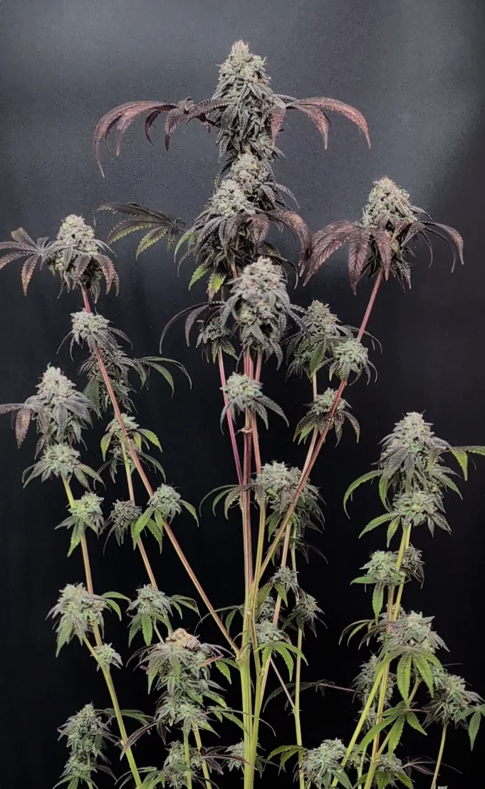 Garlic Mint Sherbet Cannabis Seeds by Fast Buds
