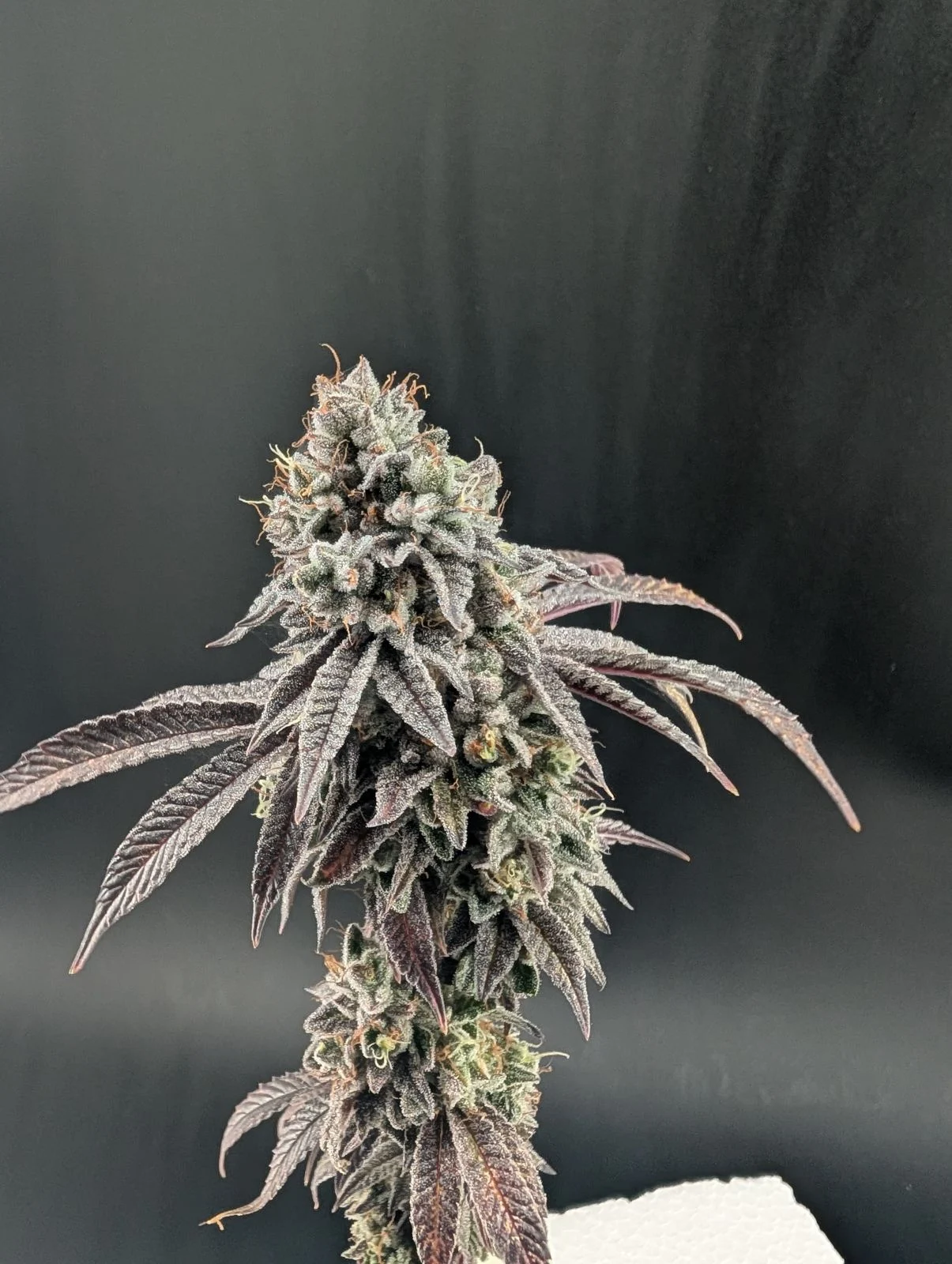 Garlic Mint Sherbet Cannabis Seeds by Fast Buds