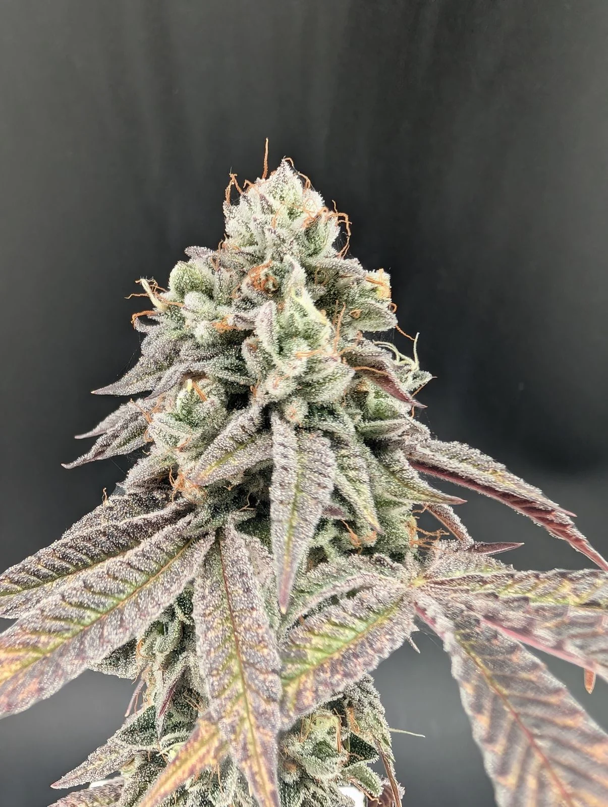 Garlic Mint Sherbet Cannabis Seeds by Fast Buds