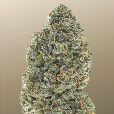 Garlic Mint Sherbet Cannabis Seeds by Fast Buds