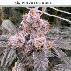 Garlic Warheads Cannabis Seeds by NASC Private Label