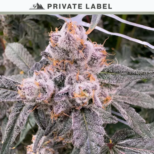 Garlic Warheads Cannabis Seeds by NASC Private Label