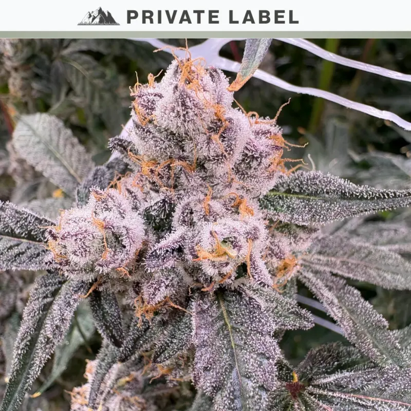 Garlic Warheads Cannabis Seeds by NASC Private Label