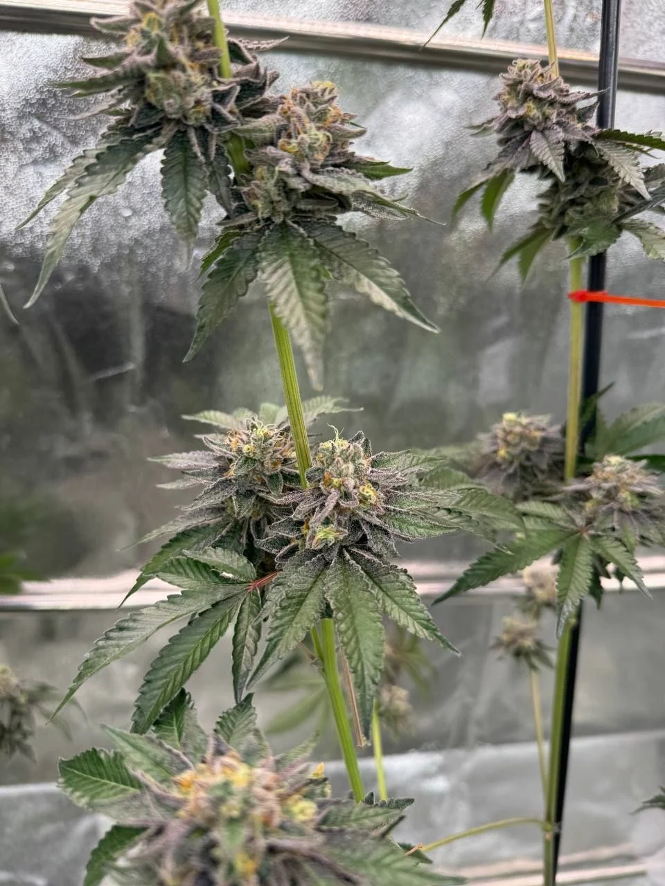 Gary Sherbet Cannabis Seeds by Fast Buds