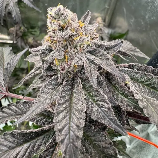 Gary Sherbet Cannabis Seeds by Fast Buds