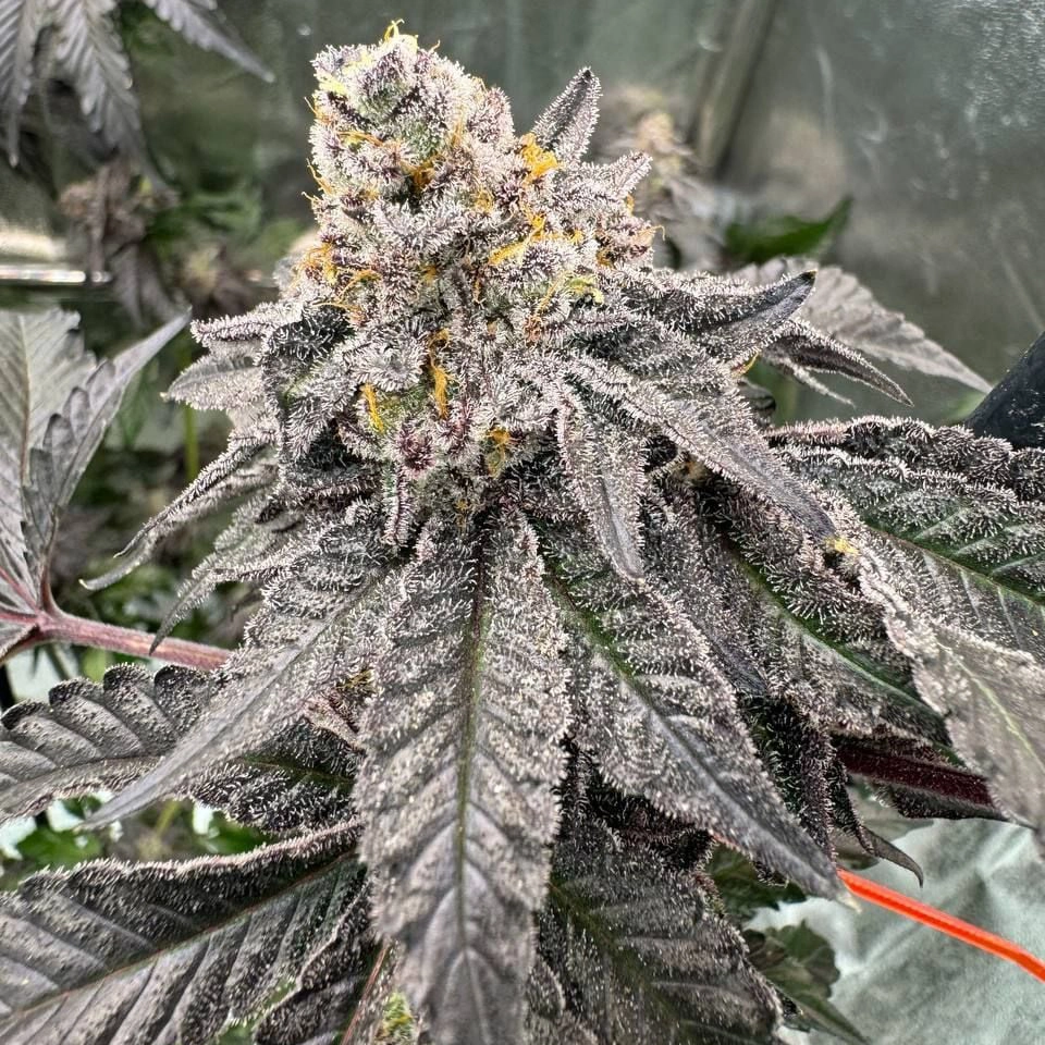 Gary Sherbet Cannabis Seeds by Fast Buds