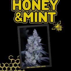 Honey and Mint Cannabis Seeds by Sin City Seeds