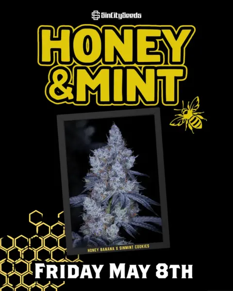 Honey and Mint Cannabis Seeds by Sin City Seeds