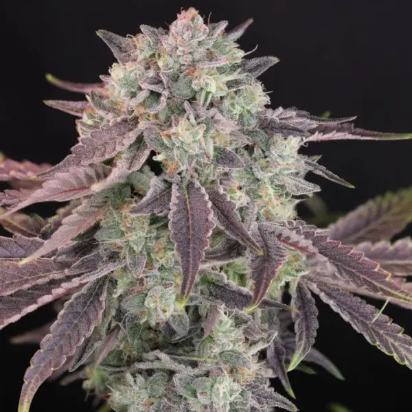 Humboldt Afghani V2 F3 Cannabis Seeds by Twenty20 Mendocino