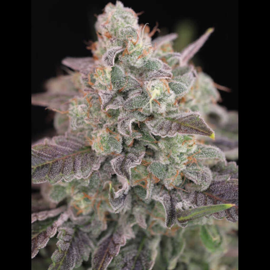 Humboldt Afghani V2 F3 Cannabis Seeds by Twenty20 Mendocino