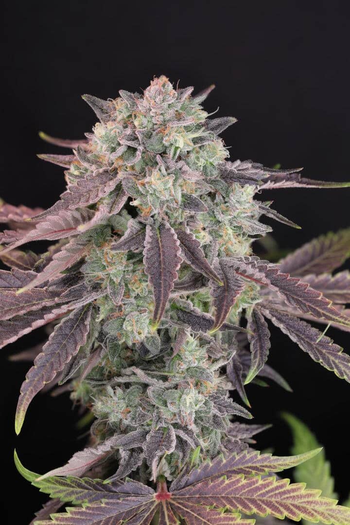 Humboldt Afghani V2 F3 Cannabis Seeds by Twenty20 Mendocino