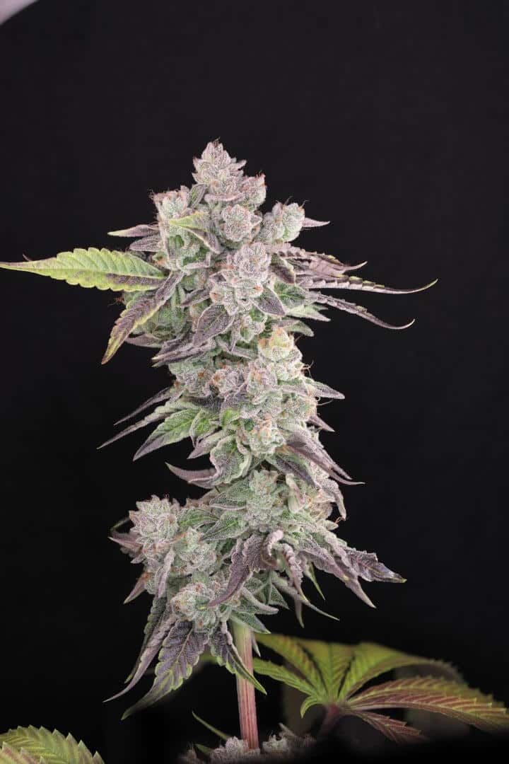Humboldt Afghani V2 F3 Cannabis Seeds by Twenty20 Mendocino