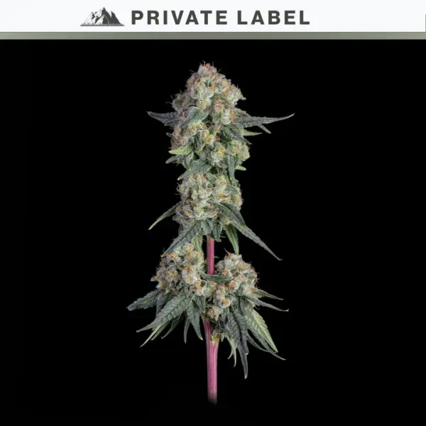 Lemon Ricotta Cake Cannabis Seeds by NASC Private Label