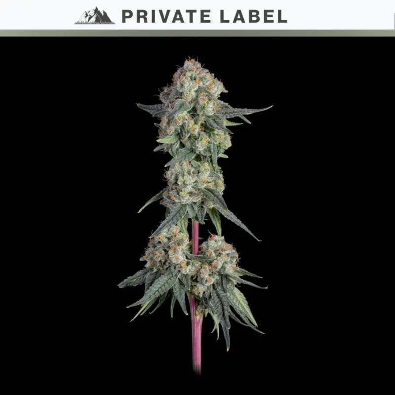 Lemon Ricotta Cake Cannabis Seeds by NASC Private Label