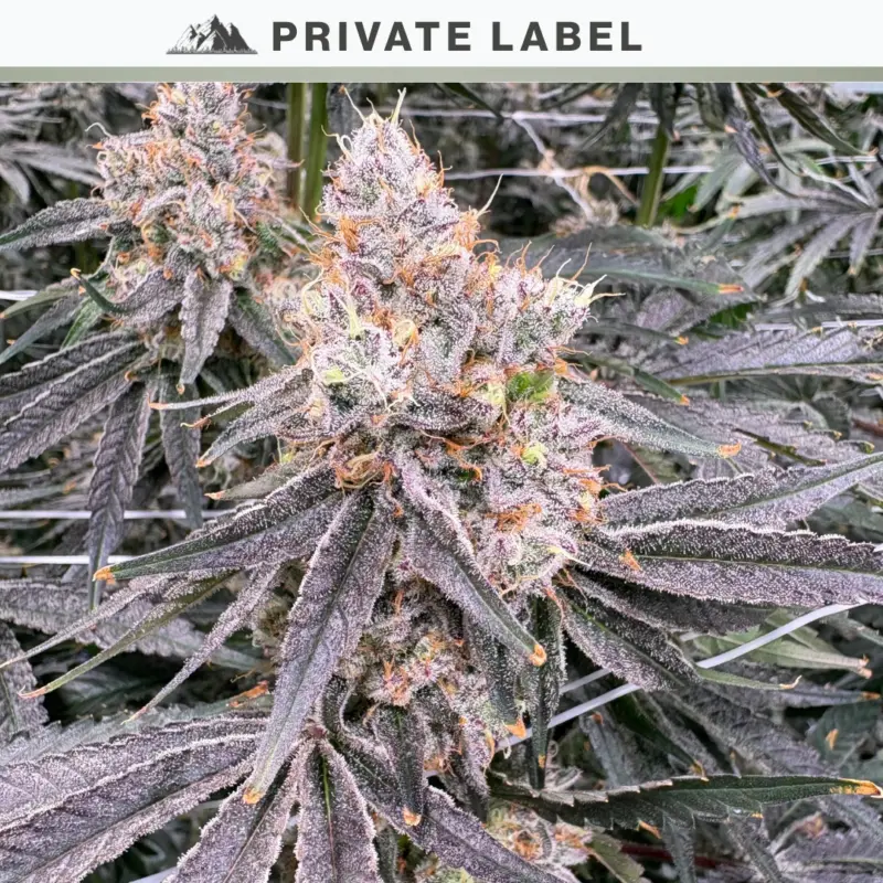 Lemon Ropes Cannabis Seeds by NASC Private Label