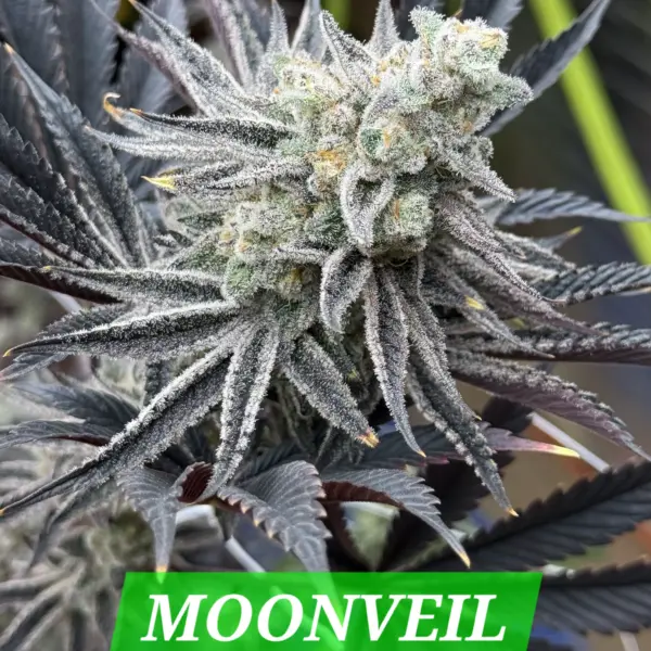 Moonveil Cannabis Seeds by In House Genetics