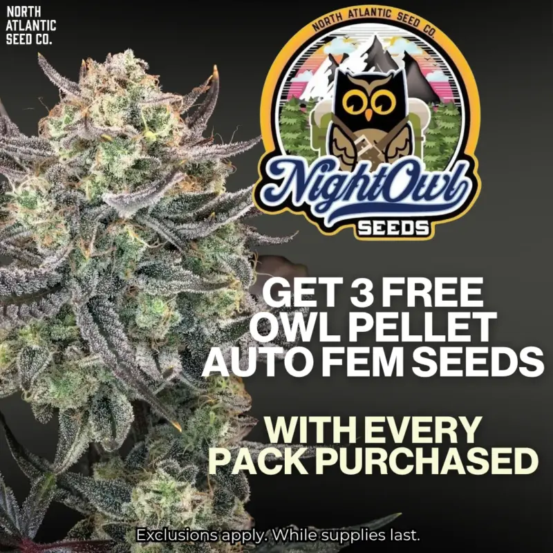 Night Owl Seeds Image
