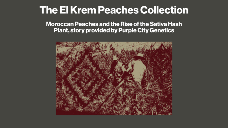 The El Krem Peaches Collection