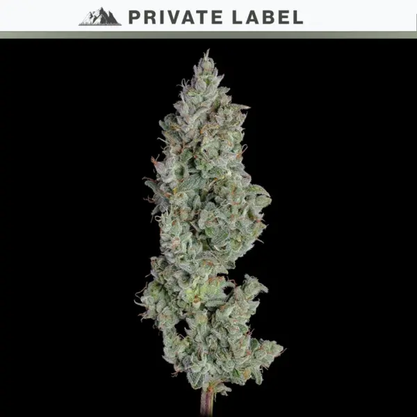 Pineapple Diesel Auto Cannabis Seeds by NASC Private Label