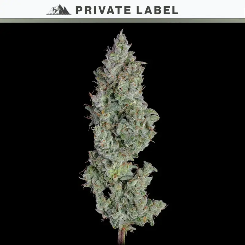 Pineapple Diesel Auto Cannabis Seeds by NASC Private Label