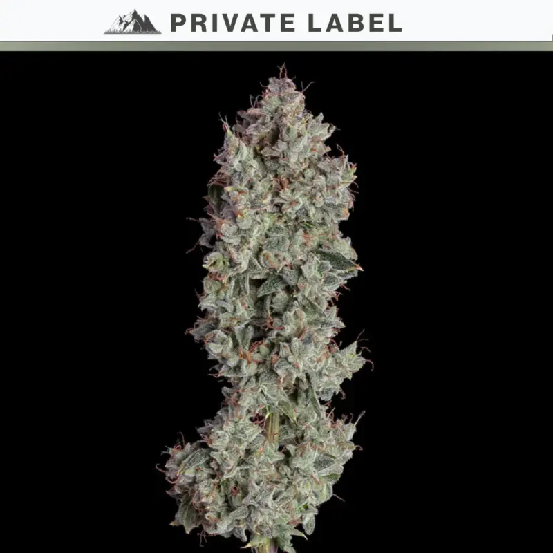 Pineapple Runtz IBL Auto Cannabis Seeds by NASC Private Label