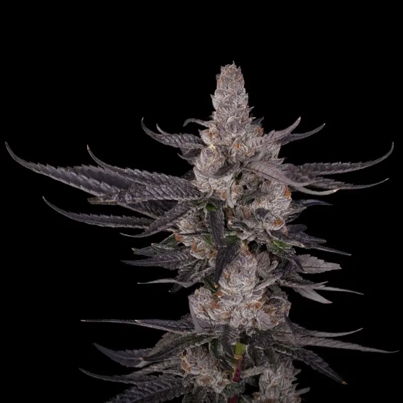 Pink Panic Cannabis Seeds by Offensive Selections