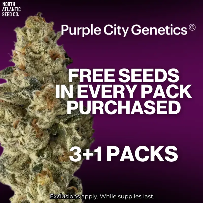 Purple City Genetics
