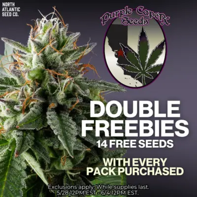 Purple Caper Seeds