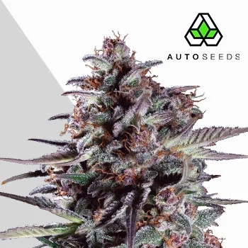 Purple Lemonade Auto Cannabis Seeds by Auto Seeds