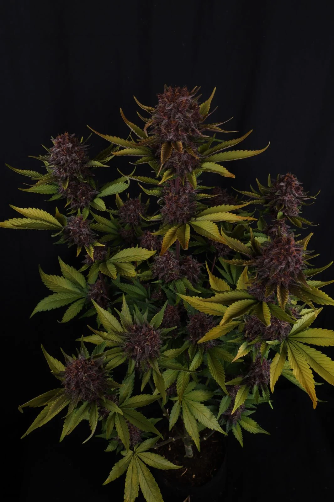 Purple Lemonade Auto RF3 Cannabis Seeds by Fast Buds
