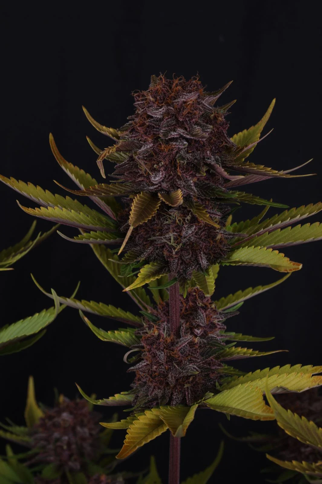 Purple Lemonade Auto RF3 Cannabis Seeds by Fast Buds