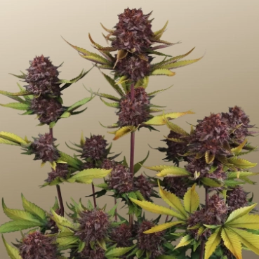 Purple Lemonade Auto RF3 Cannabis Seeds by Fast Buds