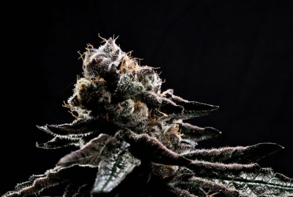 Purple Frosted Girl Scout Cookie