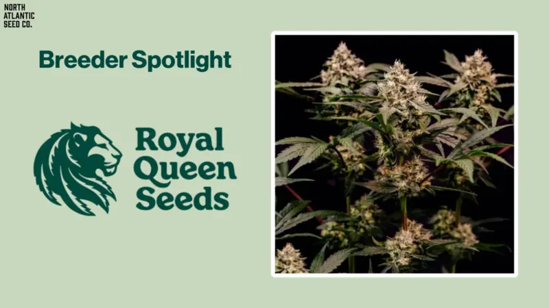 Best Tips for New Growers from Royal Queen Seeds