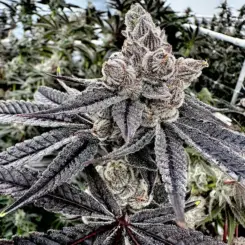 Royalty Cannabis Seeds by Exotic Genetix