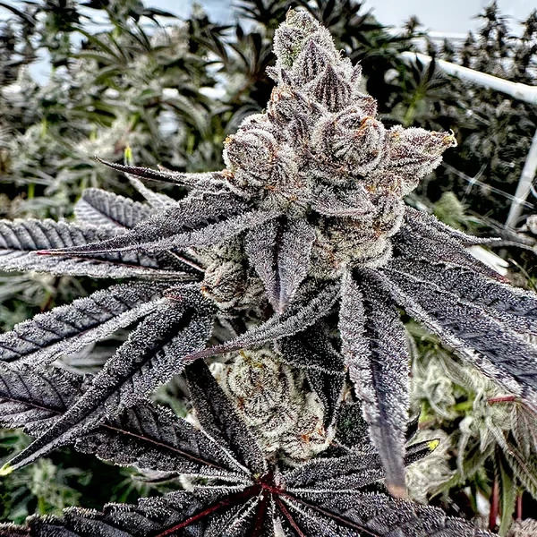 Royalty Cannabis Seeds by Exotic Genetix
