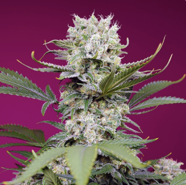 Sweet Mandarine Zkittles XL