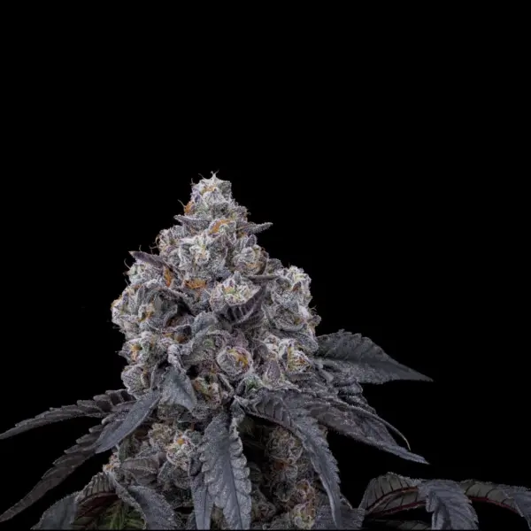 Seattle Ghost Cannabis Seeds by Offensive Selections