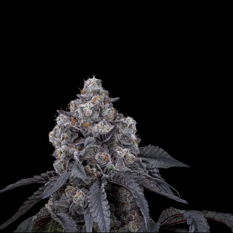 Seattle Ghost Cannabis Seeds by Offensive Selections