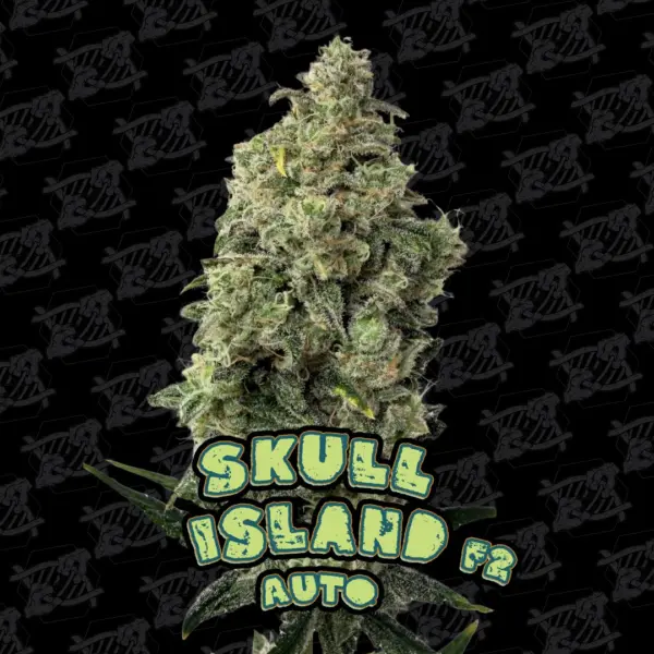 Skull Island Auto Tester Cannabis Seeds by Dirty Bird Genetics